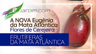 A NOVA Eugenia da MATA ATLÂNTICA com FLORES DE CEREJEIRA  Eugenia guapiassuana [upl. by Attevaj]