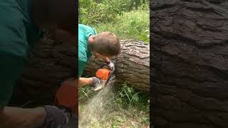 How to handle when the saw blade gets stuck in the tree while sawing sawwood wood [upl. by Jamnis687]