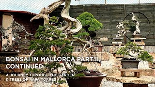 Bonsai in Mallorca II part two [upl. by Alrak522]