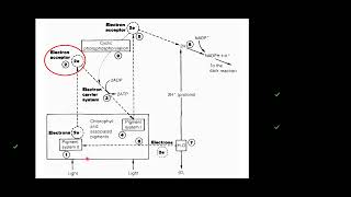 S6 BIOLOGY LESSON  PROCESS OF PHOTOLYSIS [upl. by Ttennaej]