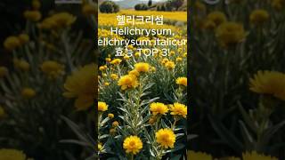 헬리크리섬﻿ Helichrysum Helichrysum italicum의 효능 TOP 3 [upl. by Roosevelt204]