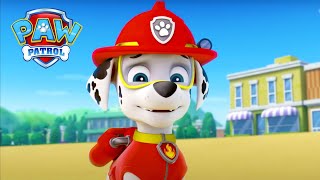 Szczenięta na plaży  Psi Patrol PAW Patrol po polsku [upl. by Allecnirp256]