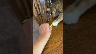 Video sent to meMiss Pipera very smart cat [upl. by Allehs]