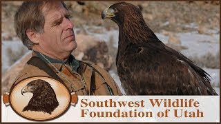 My Own Personal Eagle  Falconry  Golden Eagle Rescue [upl. by Ydor112]