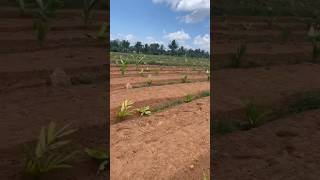 agriculturalsystem areca kannada borewell agro dboss bigbosskannada11 karunadu banana [upl. by Brighton]