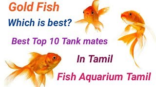 Top 10 Best Tank mates of Gold Fish தங்க மீன் கூட சேர்த்து விடகூடிய மீன் எது   Fish Aquarium Tamil [upl. by Xino343]