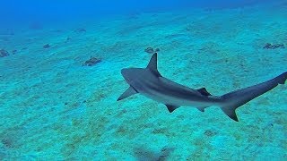 Freediving Honolua Bay Maui [upl. by Harned]