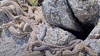 Cal Poly’s RattleCam Livestream Reality TV Meets Snake Observation [upl. by Leavelle113]