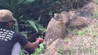 Visiting other hyraxes at the Maasai Lodge [upl. by Hedi738]