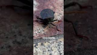 Parliament House Stink Beetle parlimenthouse stinkbug shorts [upl. by Kushner875]