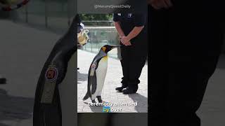 The Major General Penguin of Norwegian Army  Nature Quest Daily  shorts [upl. by Preiser999]