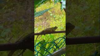 GARDEN LIZARD 🦎 KATUSSA lizardgardenlizardviralvideoviralshortsrilankanatureshortvideo [upl. by Johan]