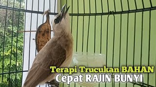 Trucuk Betina Memanggil Jantan Agresif ampuh Jadikan TRUCUKAN GACOR BAHAN Cepat Rajin Bunyi [upl. by Boelter]