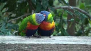 Rainbow lorikeets preening [upl. by Koch]