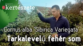 Színes sövények Tarkalevelű fehér som  Cornus alba Sibirica Variegata [upl. by Maisey]