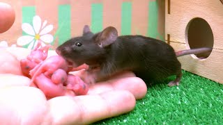 Baby Mouse squeaking [upl. by Lilaj]