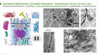 Allgemeine Histologie I EpithelienGemeinsame Merkmale  Intermediärfilamente I Prof Dr med Wirth [upl. by Lelah82]