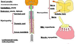 Autoimmune Neurology Paraneoplastic Disorders and Beyond [upl. by Elleunamme]