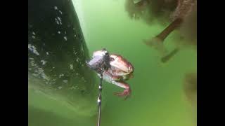 Red Rock Crab  Pacific Staghorn Sculpins  Speckled Sanddabs and a little Octopus 070224 [upl. by Eynahpets]