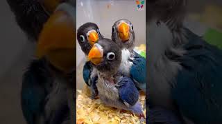 Lovebird Chicks Sounds  Agapornis Personata Blue Mutation lovebird parrot sounds baby birds [upl. by Vitia764]