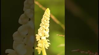 Flowers name  Drimiopsis Kirkii nature flowergarden [upl. by Lothar]