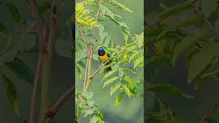 orange bellied leafbird song  bird call  birdsound wildlife birdvideos [upl. by Nortna]