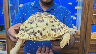 White Leopard Tortoise at Karnataka Aquarium Shop [upl. by Etireuqram136]