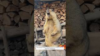 This family found a marmot stuck in a trash can and then this happened animalshorts [upl. by Yrffej]