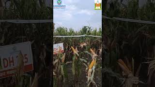 SHAMBAVI AAGRI SEEDS MAKKA DH 225 🌽🌽🌽 [upl. by Aliban973]