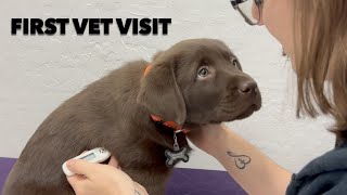 PUPPYS FIRST VET VISIT [upl. by Akiehsal691]