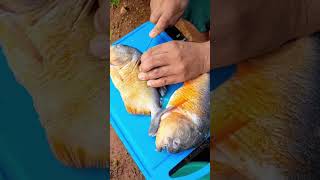 Como tirar espinhos de peixe roça vidanaroça peixe [upl. by Daniala]