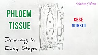 How to draw Phloem Tissue  9th Biology  CBSE  ncert class 9 [upl. by Ennaitsirhc174]