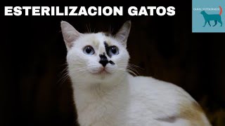 ESTERILIZACIÓN en GATOS Múltiples VENTAJAS y pocos INCONVENIENTES [upl. by Nahtannoj]