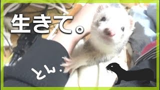 飼い主を心配する？フェレットに感動。。。  ferret lab 50 [upl. by Ahsiliw]