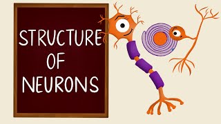 Structure of Neurons  Types of Neurons  Nervous Tissue  Neurology  Nerve Muscle Physiology [upl. by Ennahs]