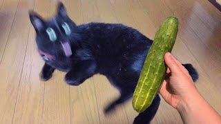 Cats vs Cucumbers Try Not To Laugh  Must Watch Funny Cats Videos  TikTok Compilation [upl. by Wisnicki]