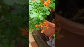 Secret of Growing Flowering Plants balconygardening floweringplants terracegarden [upl. by Iaka]