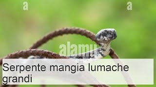 Il mangiatore di lumache dagli occhi grandi è un serpente che si nutre di molluschi [upl. by Kylander732]