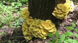 Golden Oysters Pleurotus Citrinopileatus [upl. by Lekym870]