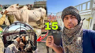 15 Janwar Qurbani Ke Kharid Liye  Ludan Mandi  Halat Kharab Hogai 🥵 [upl. by Carvey]