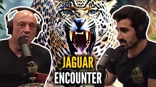 Joe Rogan amp Paul Rosolie Jaguar Encounter In The Amazon [upl. by Yrdua]