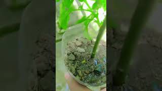 Cutting se lagaye rose plant 🌹🌹🌹🌹short videomylovelygarden [upl. by Nnairet]