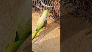 Alexander parat mitthu talking tota Hindi bolane wala Kashmiri parrot 🦜🦜🦜 [upl. by Nahseez334]