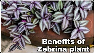 Uses of Tradescantia Zebrina  benefit of Zebrina plant  inch plant  wandering Jew [upl. by Gilbye]