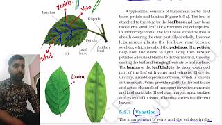 Morphology of flowering plants class 11  Venation  Types of leaves  NEET Part 2 [upl. by Lazos223]