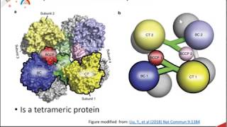 Gluconeogenesis part 1 of 3 Overview and Pyruvate Carboxylase Activity [upl. by Airamat740]