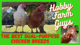 The Best DualPurpose Chicken Breeds for the Hobby Farm [upl. by Burleigh827]