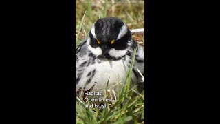 Blackthroated Gray Warbler [upl. by Alleacim]