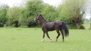 Hackney Horse William is back in his beloved meadows [upl. by Richlad]