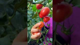 Nice home gardening harvesting vegetables shots youtube shorts [upl. by Oirromed512]